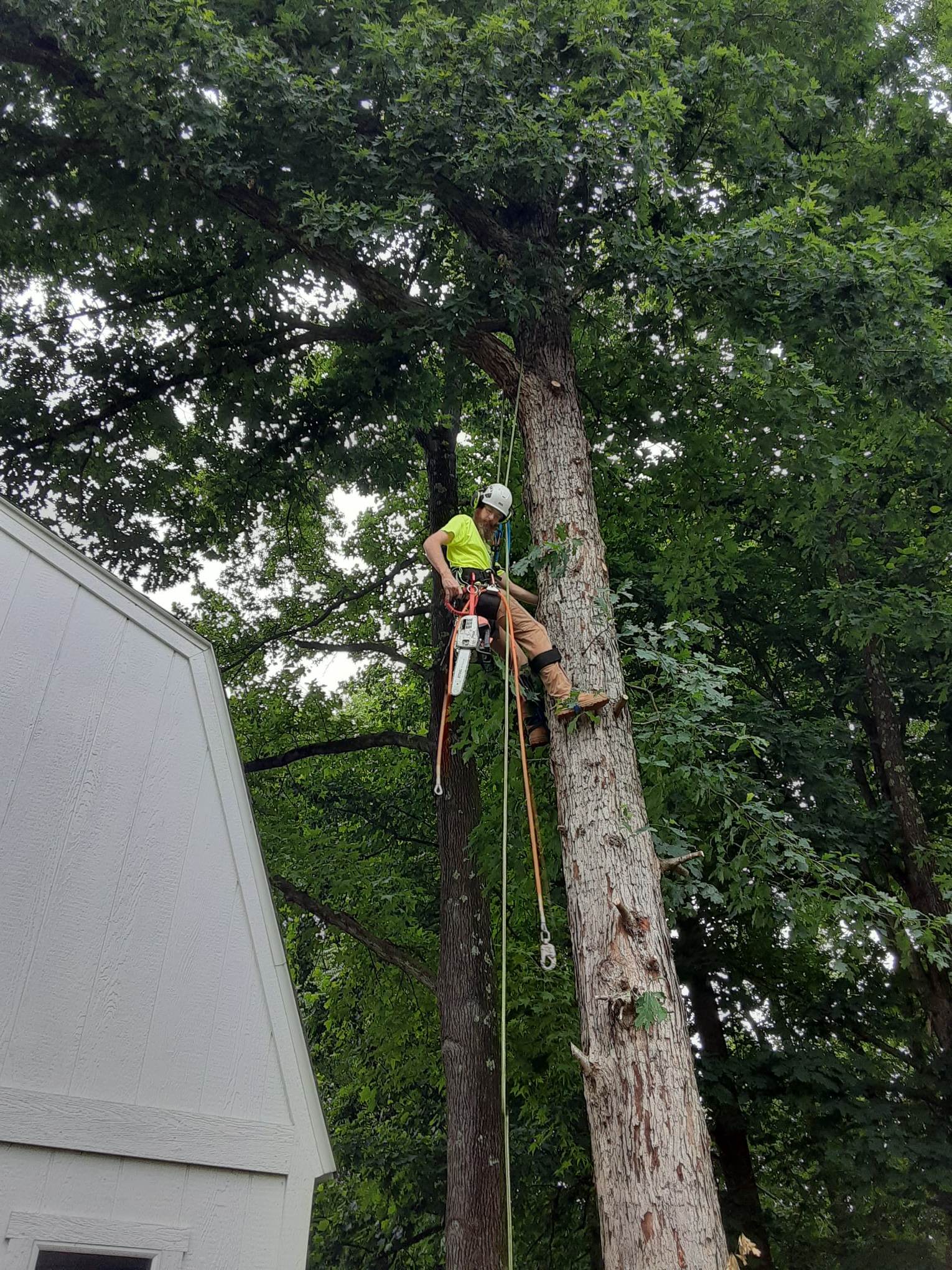 JBeez Outdoor Experts LLC business image in Kernersville, North Carolina