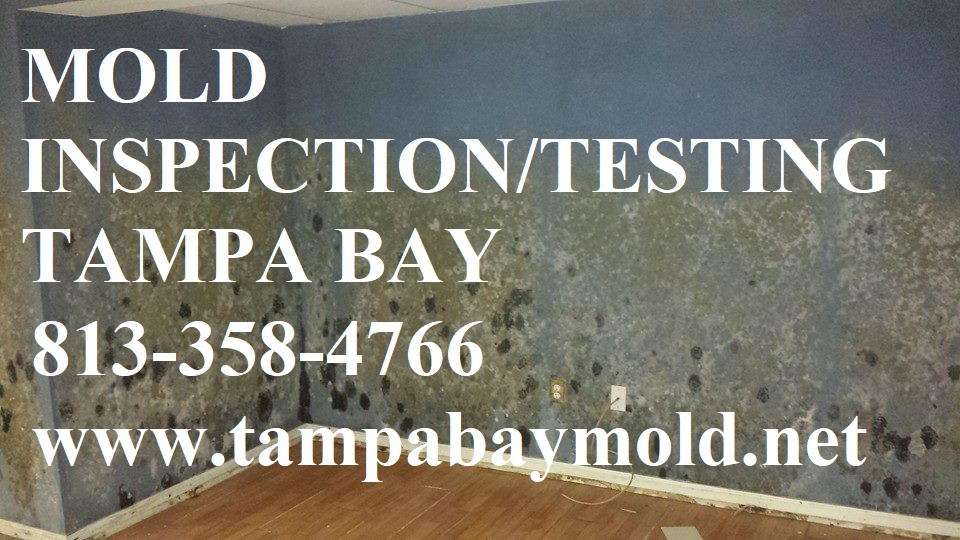 TampaBayMold.net - St Petersburg FL business image in St Petersburg, Florida